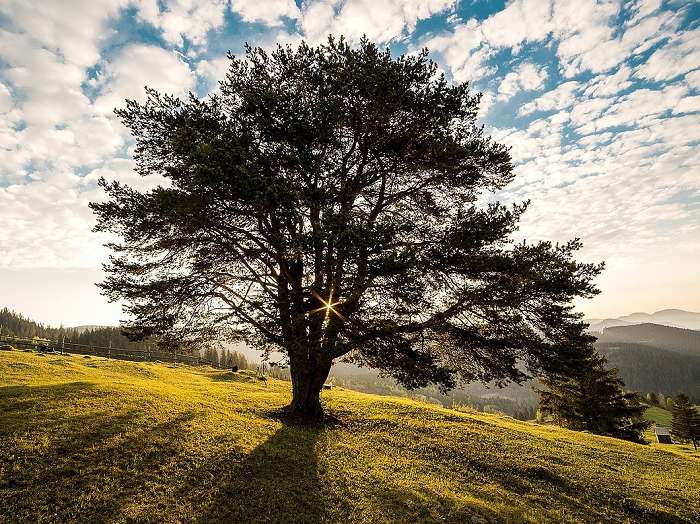 Baum vor Berglandschaft Alleinstehender Baum im Gegenlicht