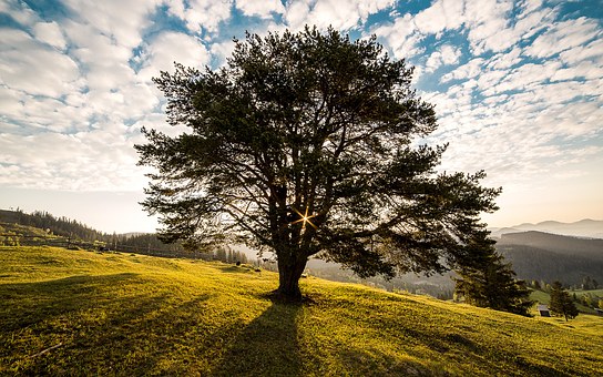 tree-338211__340 tree-338211__340